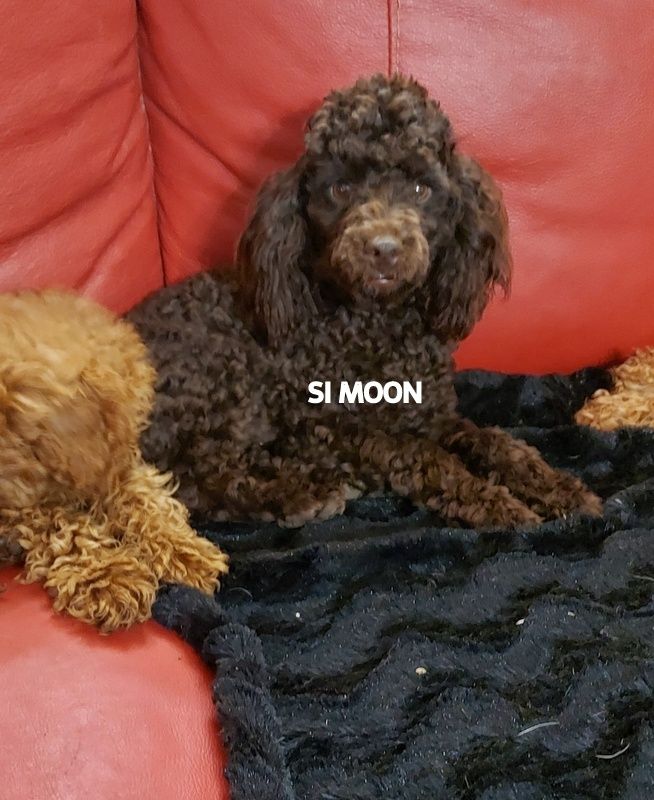 Si moon ( confirmé toy  27,9 cm) adn fait sain Flying Noodle