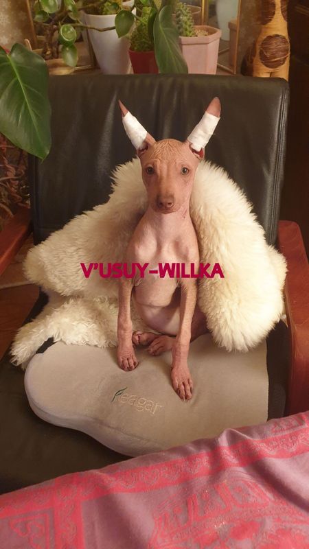 V'usuy-willka (Sans Affixe)