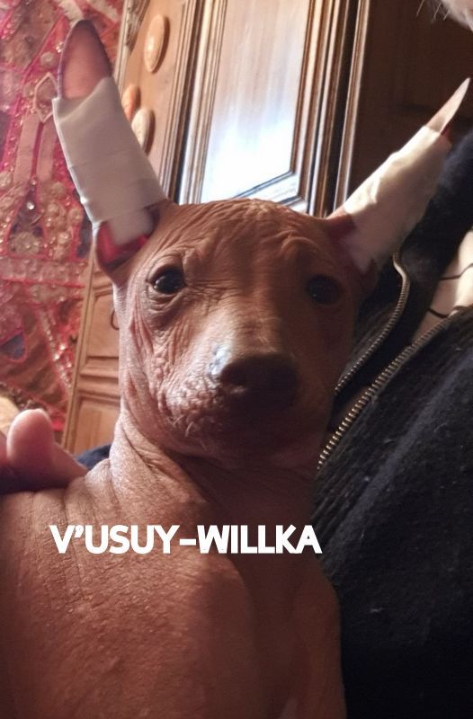 V'usuy-willka (Sans Affixe)