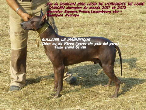 Ch gulliver le magnifique (stérilisé )décédé l orchidée de lune