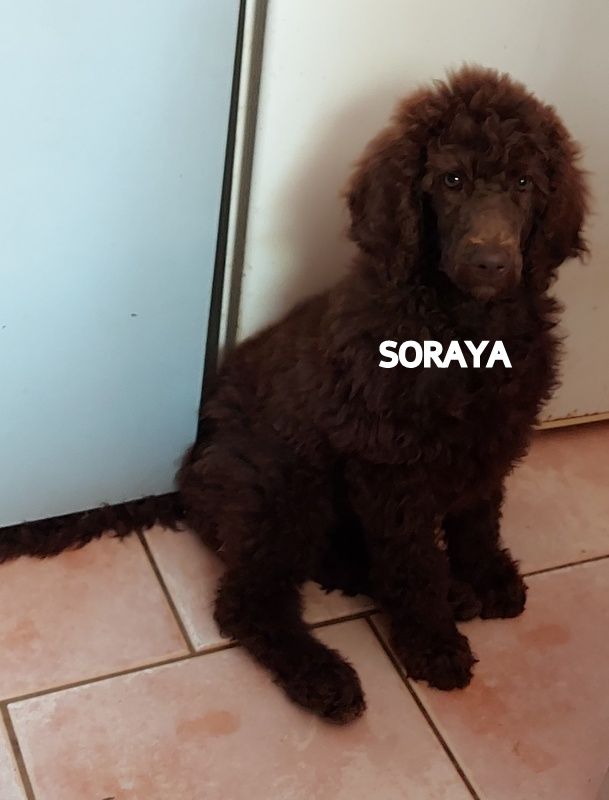 Soraya patchamama (grande 60,5 cm) royal ) Flying Noodle