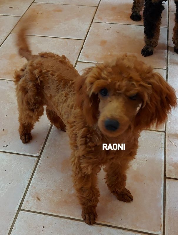 Rauni ( petite naine 28,5 )( testée saine) scc Fabien de jye