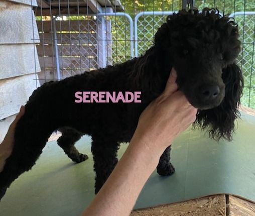 Serenade dit serena (nain 31,5cm) adn noir de la Brissotière