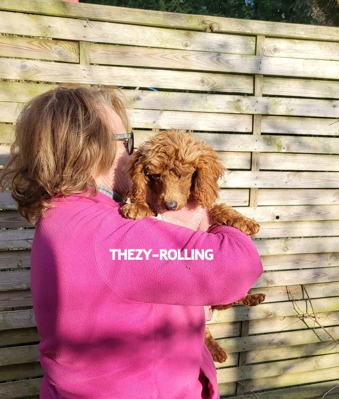 Theza-rolling (nain 28,5 ) fauve rouge adn (Sans Affixe)