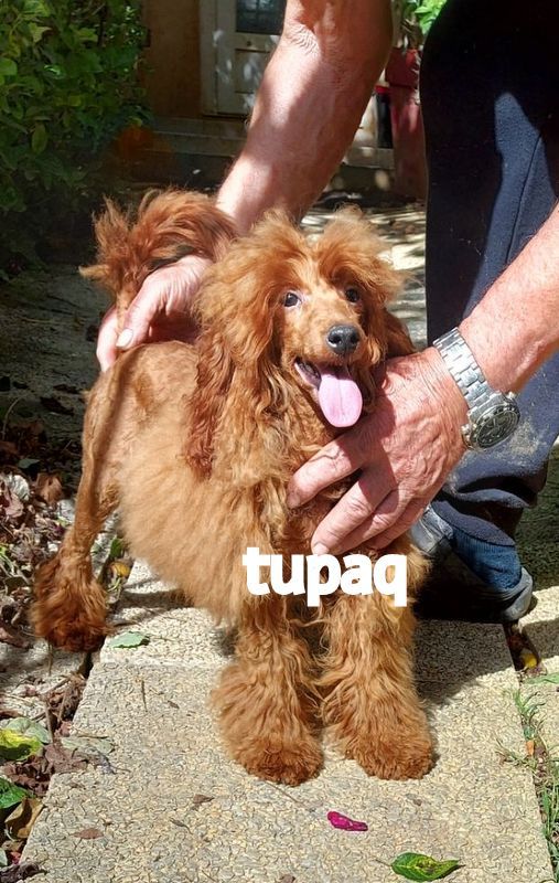 Tupaqhapaq-jessy tupaq adn sain petit nain 29cm lovely yupanki
