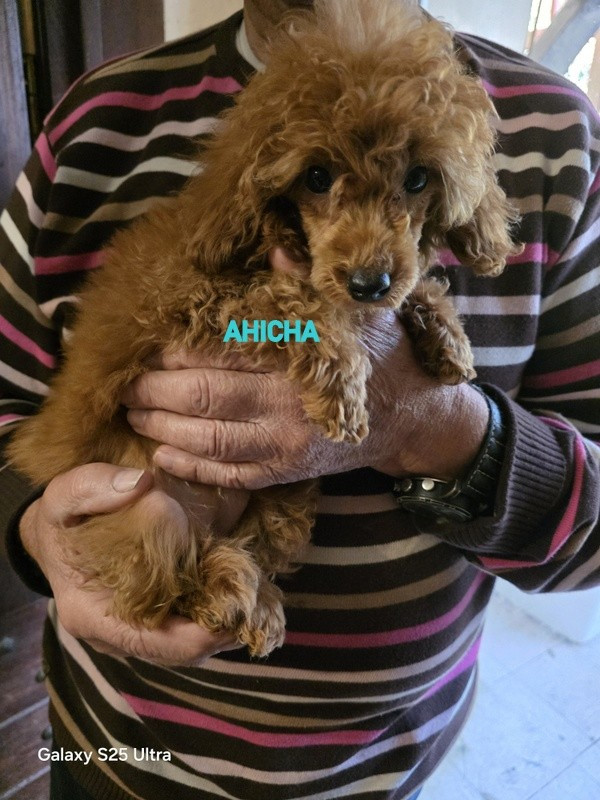 AHICHA-RAUNI lovely yupanki