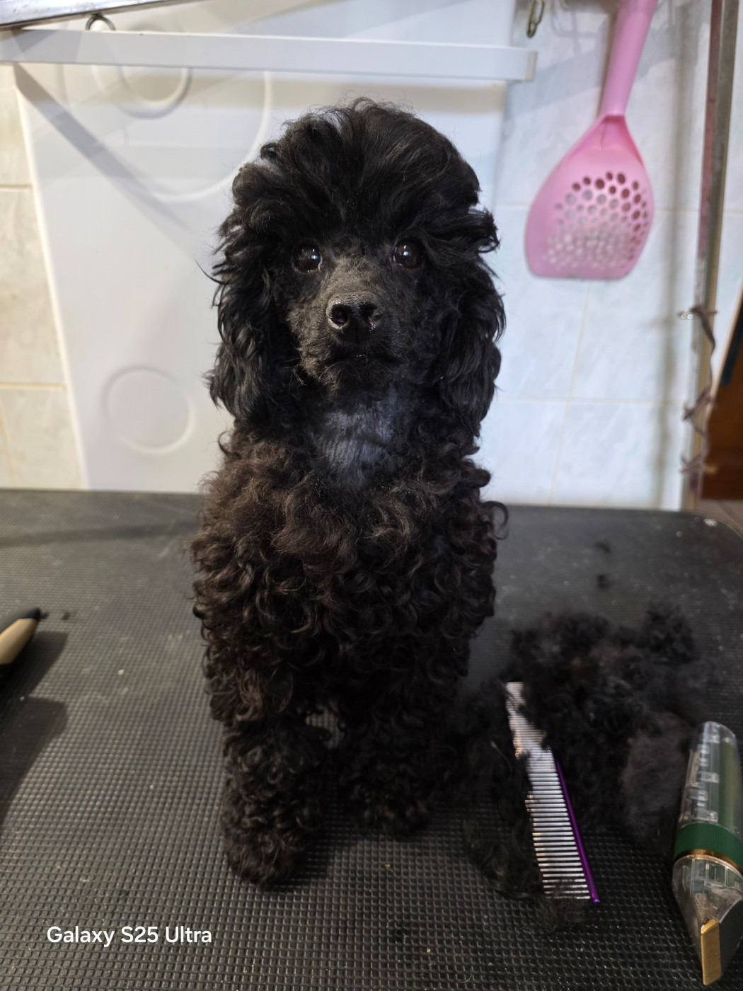 VALENTINE TOY les marais de hauterive