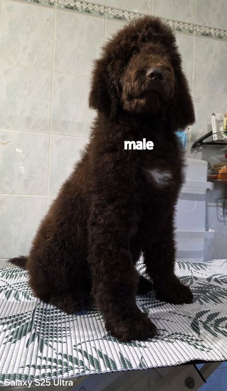 11 GRAND CANICHE MARRON ( CHOCOLAT)