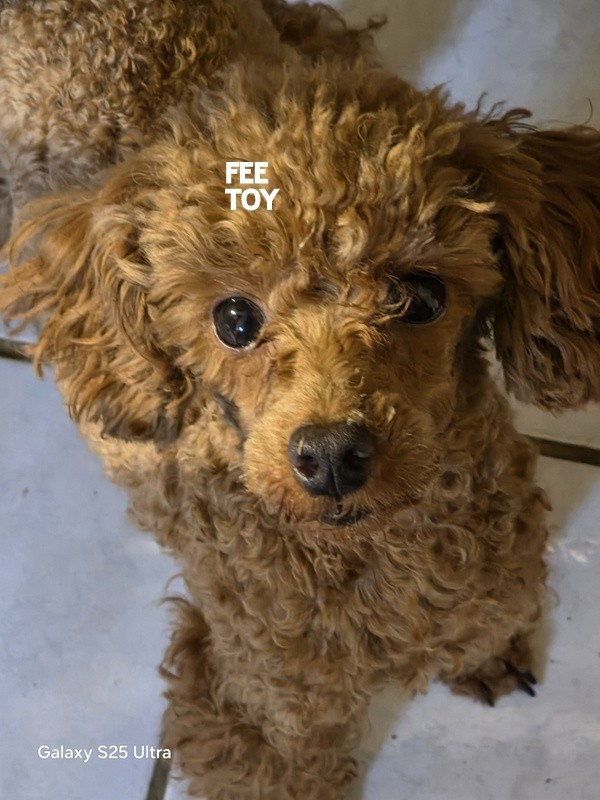 DES TOY FAUVE ROUGE SONT ATTENDU POUR NOEL FEE EST PLEINE