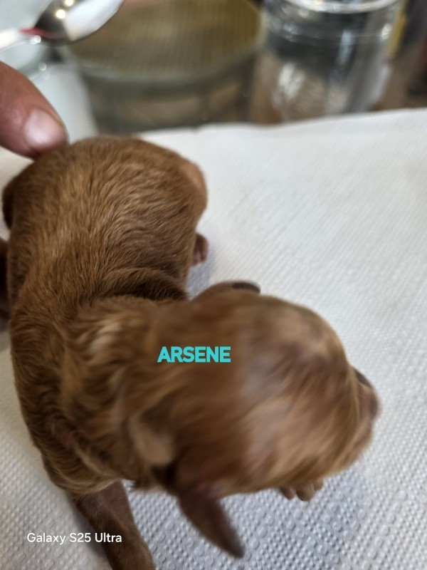 3 BB TOY NES LE 23/12/2025 TOUS RESERVES