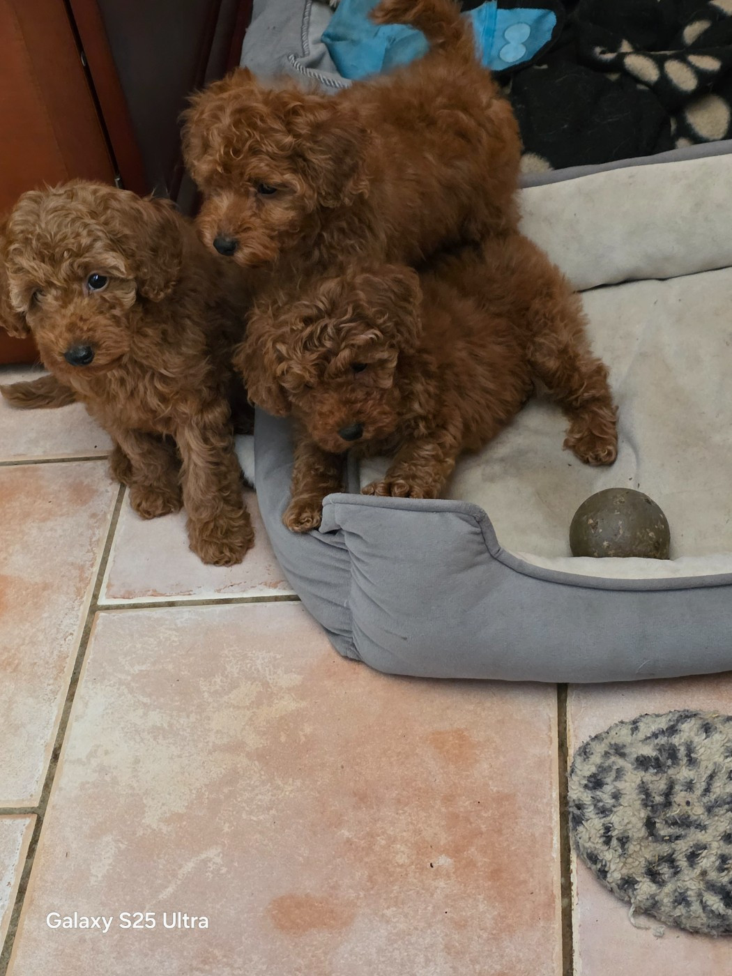 BB CANICHE TOY A VENIR 15 AOUT COULEUR FAUVE