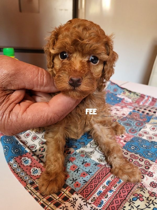 BIENTOT CANICHE TOY PETIT NAIN FAUVE ROUGE + BI ET TRI COLOR