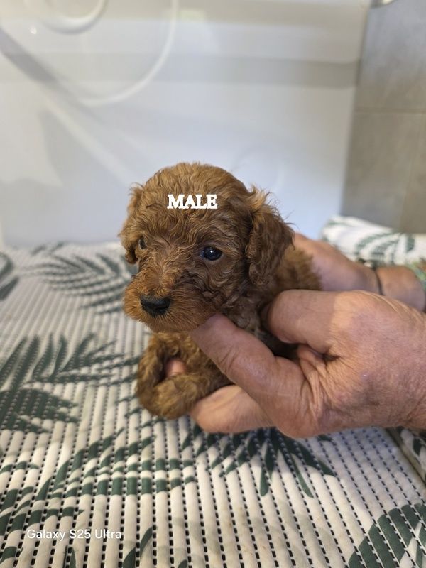 lovely yupanki - Chiots disponibles - Caniche