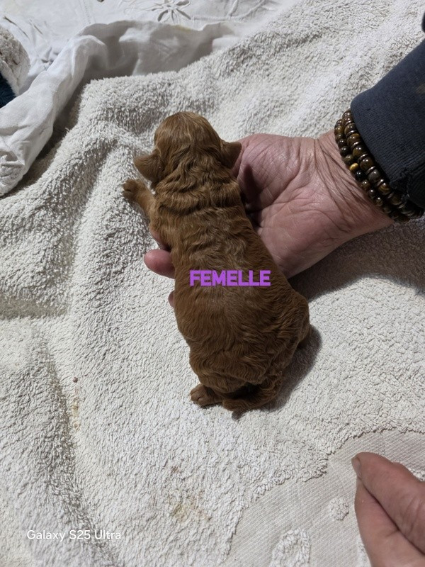 lovely yupanki - Chiots disponibles - Caniche