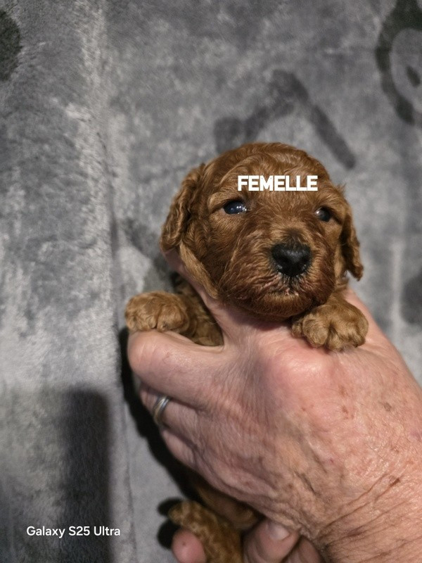 lovely yupanki - Caniche - Portée née le 23/12/2025