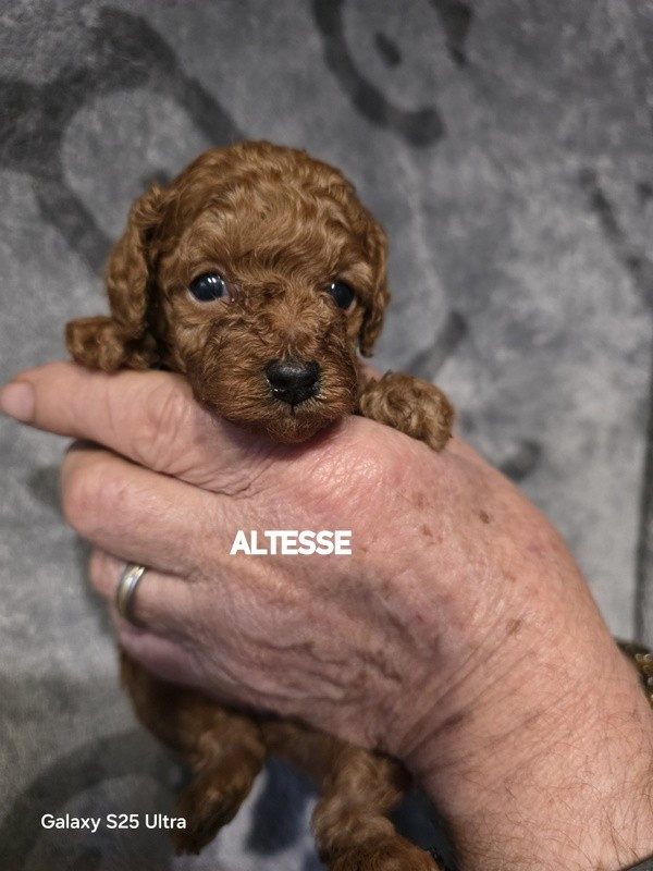 lovely yupanki - Chiots disponibles - Caniche