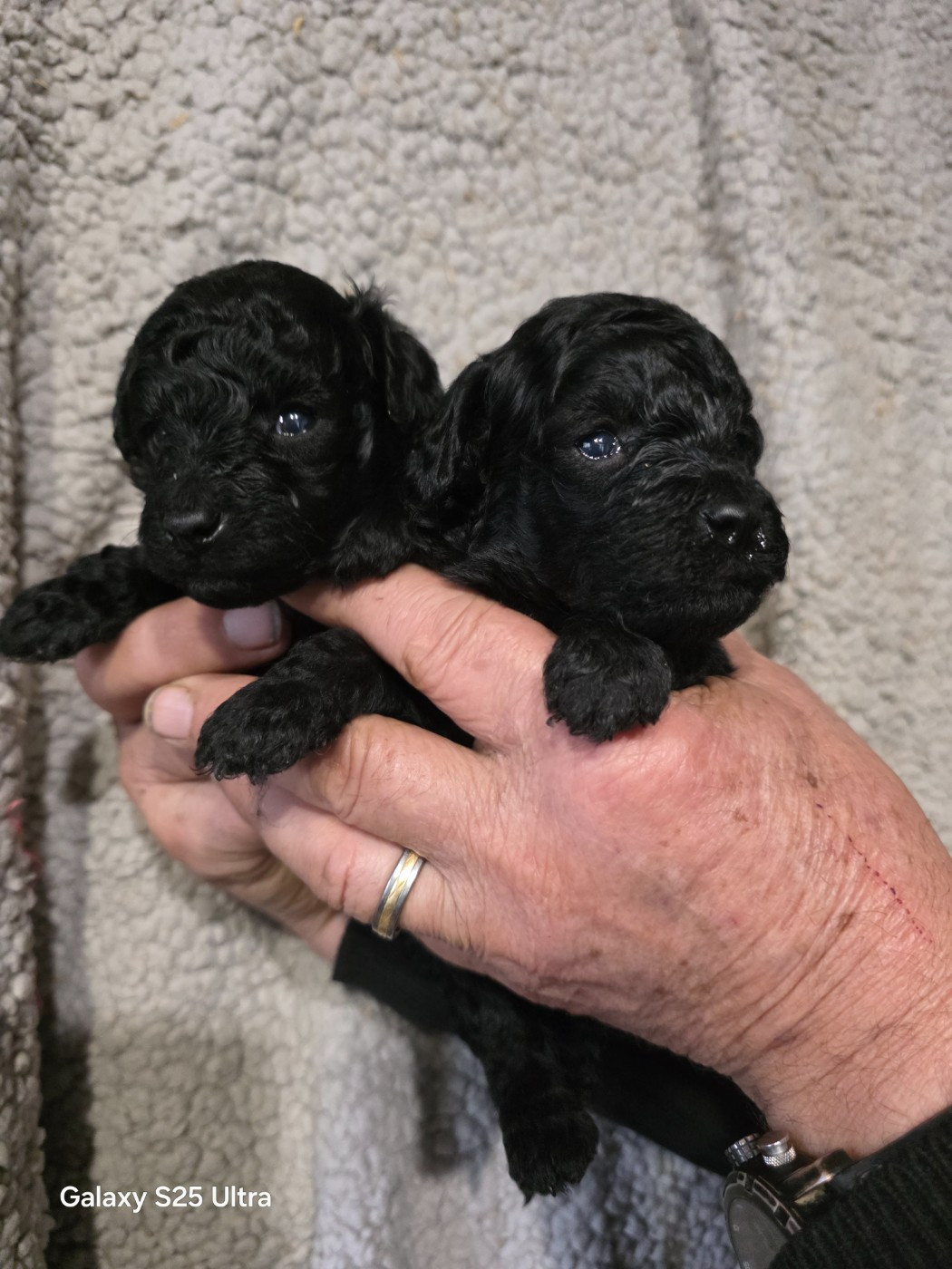 lovely yupanki - Chiots disponibles - Caniche