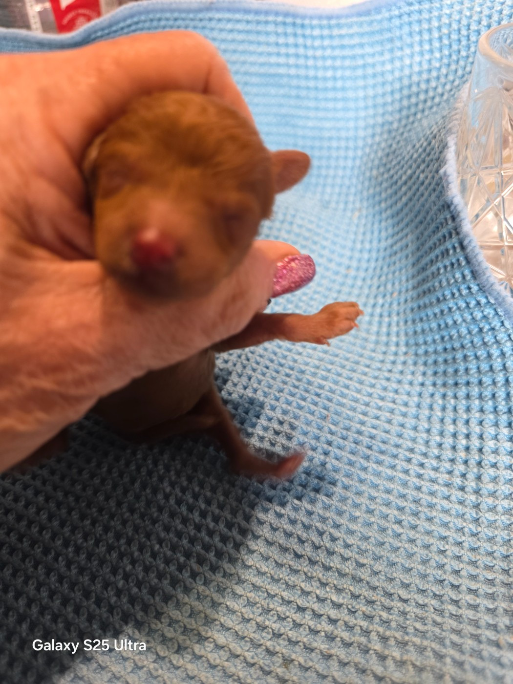 lovely yupanki - Chiots disponibles - Caniche