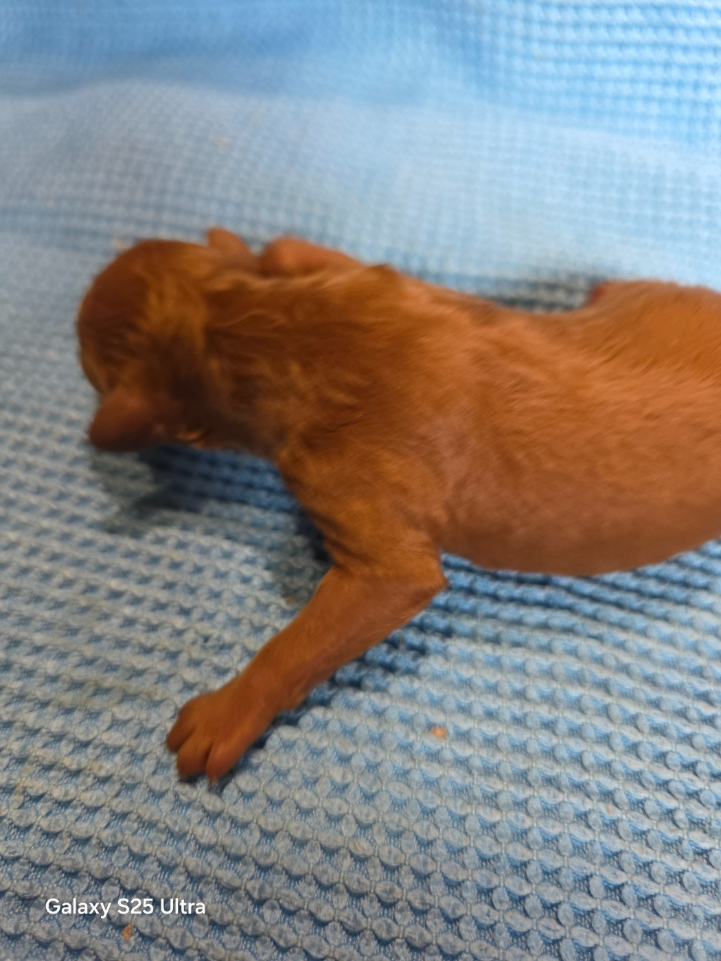 lovely yupanki - Caniche - Portée née le 18/02/2026