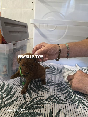 TOY