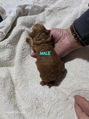 AURION-THEZA LOVELY YUPANKI