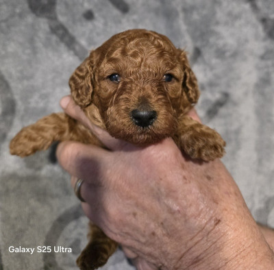 ALFIE-THEZA LOVELY YUPANKI