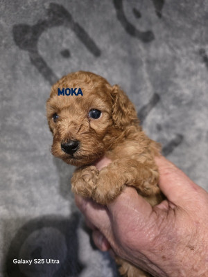 MOKA-FEE LOVELY YUPANKI