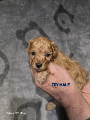 AYDEN-FEE LOVELY YUPANKI