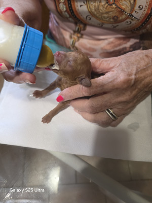 Chiot N°2