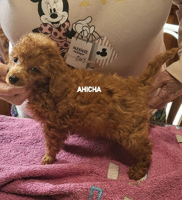 AHICHA-RAUNI LOVELY RAUNI