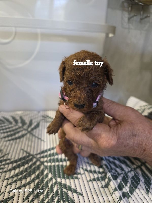 lovely yupanki - Chiots disponibles - Caniche