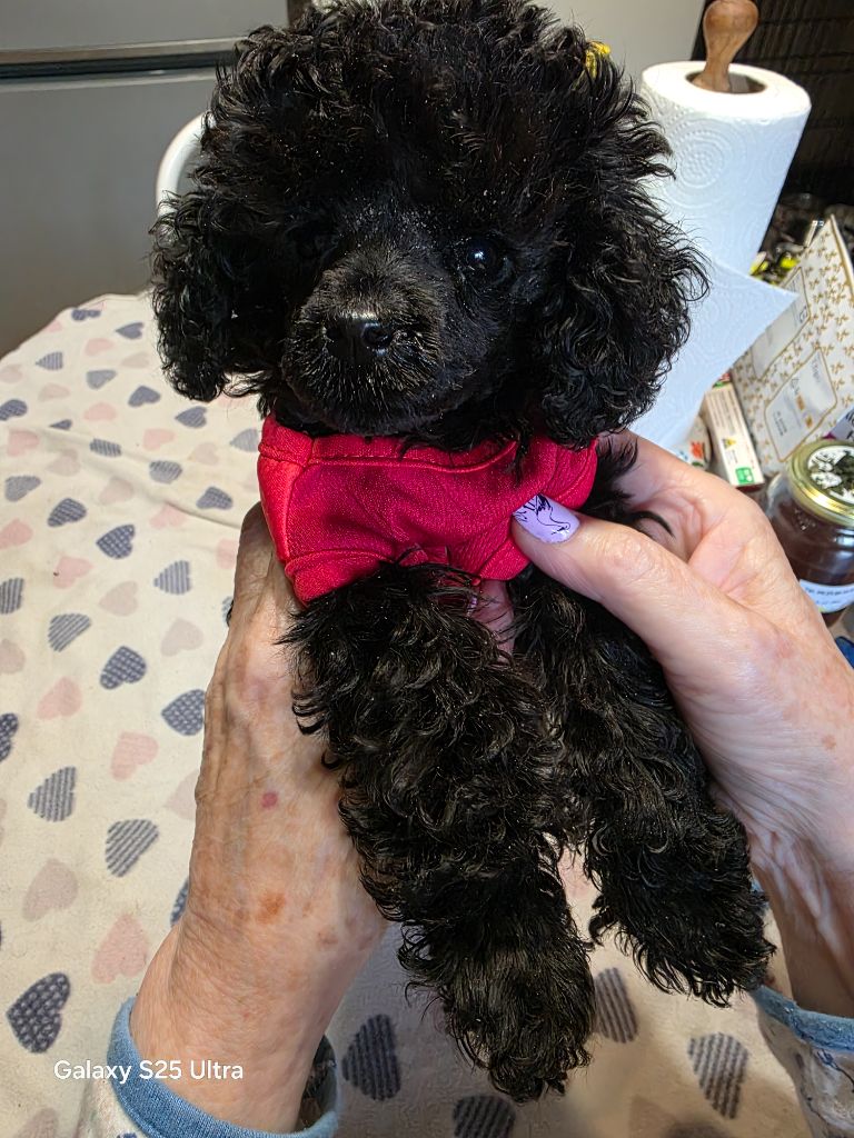 Chiot Caniche lovely yupanki